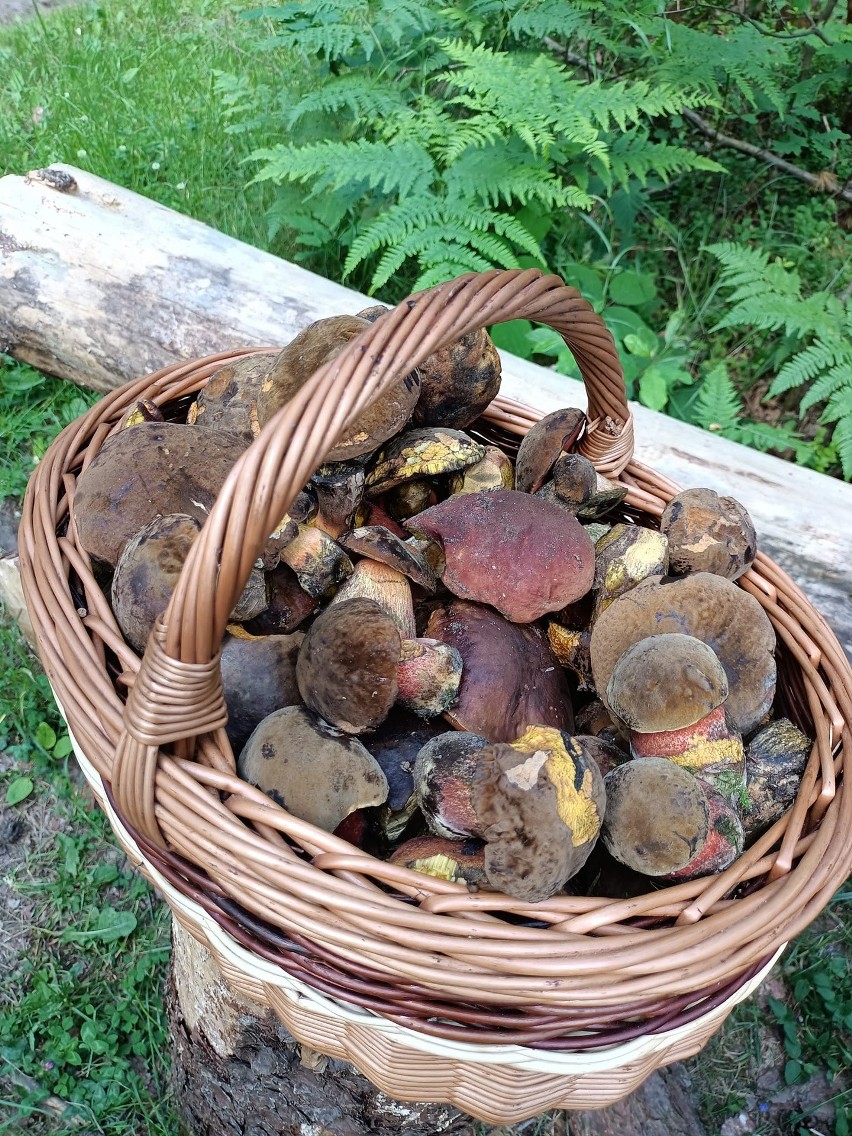 Zbiory pani Natalii z okolic Czarnieckiej Góry w powiecie...