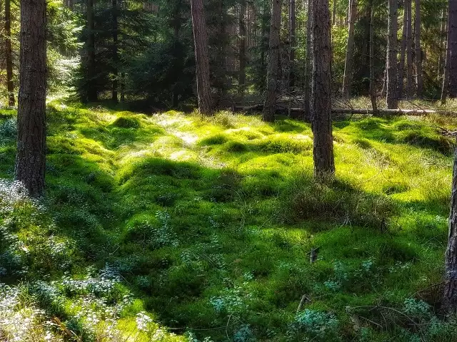 Torfowisko na Baligówce w Czarnym Dunajcu