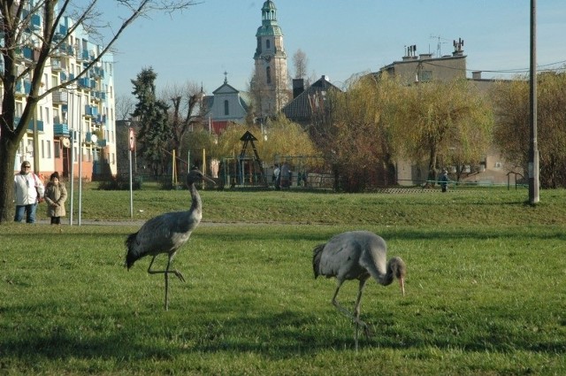 Zabłąkne żurawie, w tle wieża kościoła Bożego Ciała.