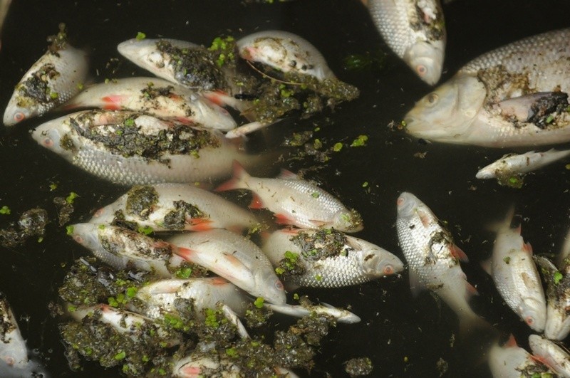 Śnięte ryby w Kanale Bydgoskim