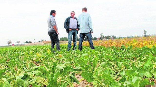 Na wysuszonych opolskich polach buraki „leżą” - to obok cen kolejne zmartwienie plantatorów.