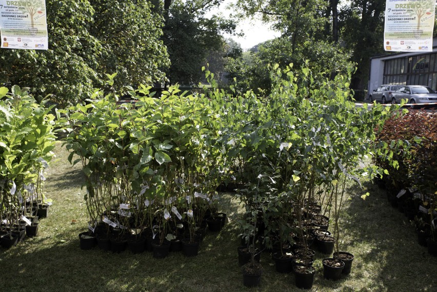 Drzewka, krzewy za odpady. W Końskich rozdano 700 pięknych roślin  do ogrodów