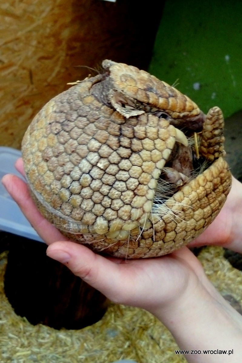 Nowy mieszkaniec wrocławskiego zoo. Oto mała piłeczka [ZOBACZ]     