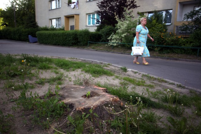 Osiedle Górników. Tu, gdzie rosły dwa klony, teraz straszą pnie