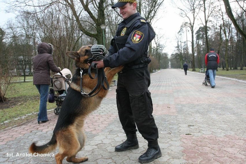 Służbowy pies Straży Miejskiej