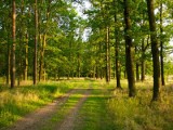 Zguba się znalazła. Mężczyzna trafił na nią w lesie