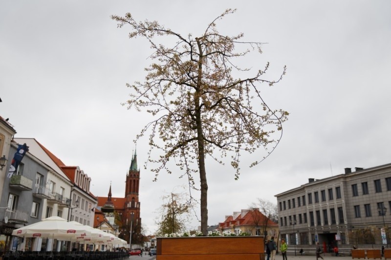 Rynek Kościuszki ozdabiają kwitnące jabłonie (zdjęcia, wideo)