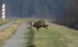 Wilki w Gubinie i okolicy. Przepłoszyli wilka z okolic Chlebowa, ale może być ich więcej. Widziano kolejnego w pobliżu stadionu w Gubinie