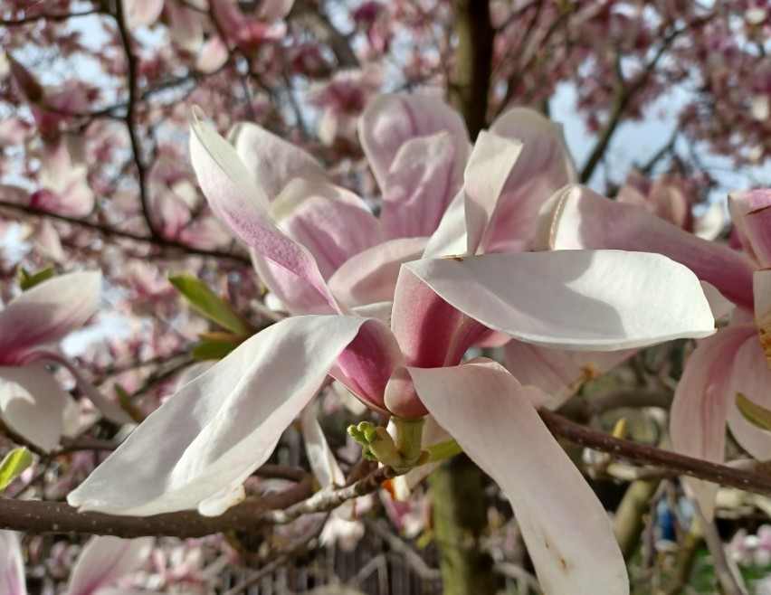 W kwietniu rozkwitną m.in. magnolie. Ale drzew i krzewów,...