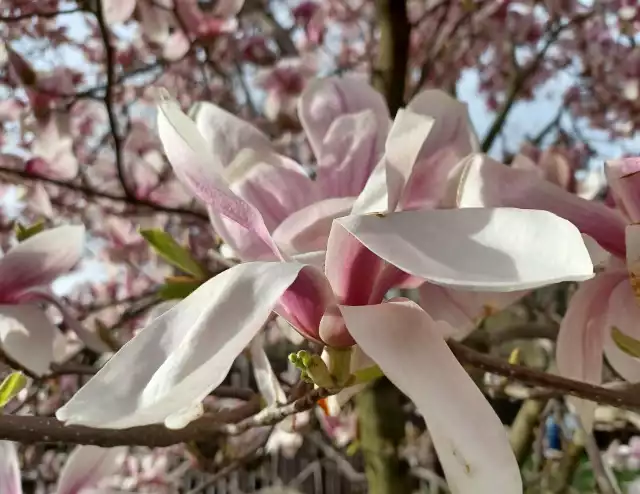 W kwietniu rozkwitną m.in. magnolie. Ale drzew i krzewów, które kwitną w tym miesiącu, jest znacznie więcej.