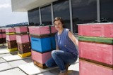 Pszczoły produkują miód na... dachu AGH