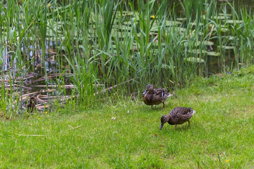 Znów czynny jest krakowski Ogród Botaniczny