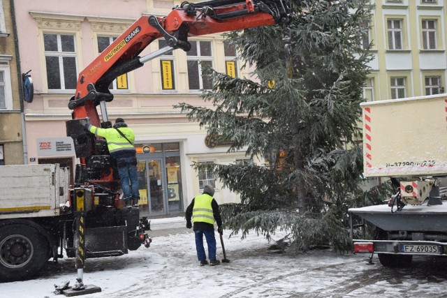 Przy zielonogórskim ratuszu stanęła 12-metrowa żywa choinika. Przyjechał z nadleśnictwa Sulechów. Będzie nam towarzyszyć przez cały świąteczny okres