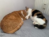Fiona i Fredziu, koty z Bydgoszczy zostały same po śmierci swojej pani. Kto zapewni im nowy dom?