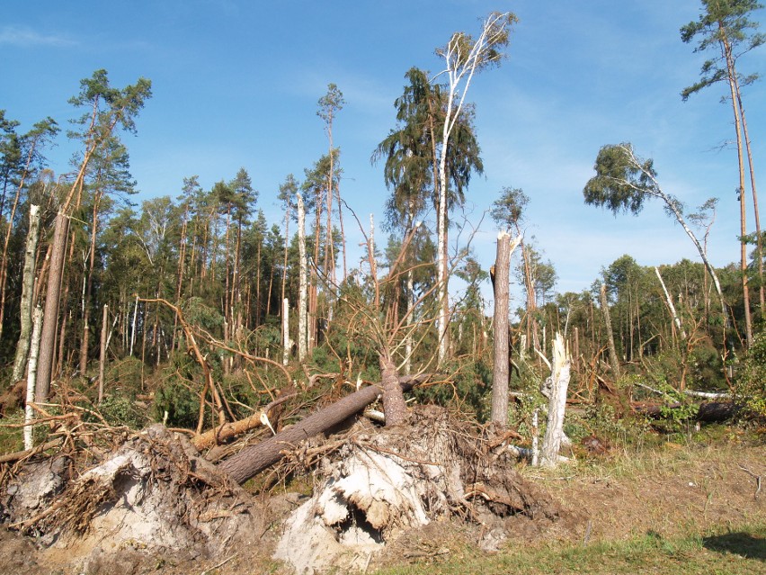 Zakaz wstępu do lasów w gminie Łyse od 5.10.2020. To także skutek nawałnicy, jaka przeszła nad powiatem ostrołęckim 