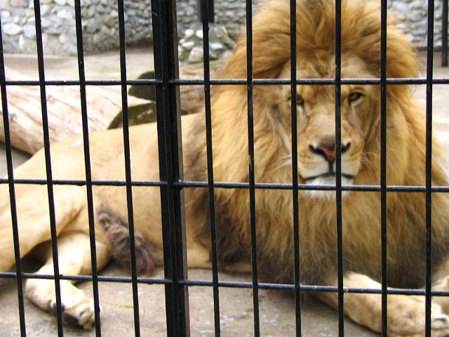 W ramach praktyk będzie można popracować w niemieckim zoo.