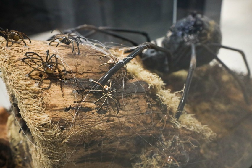 Wystawa egzotycznych pająków w Rzeszowie [ZDJĘCIA]