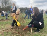 Urodziło się tu 18 maluchów. Posadzili 18 drzew. To czwarta edycja projektu "Tutaj urodzeni" w Miasteczku Siewierz Jeziorna 