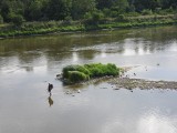 Susza hydrologiczna 2022. Stan wody w rzekach naszego regionu, 11.08.2022