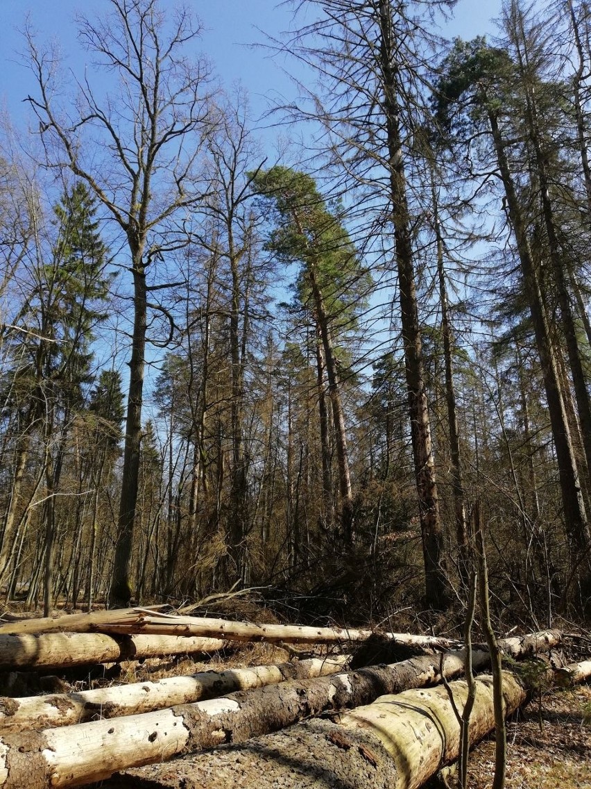 Tragedia w Puszczy Białowieskiej. "Nie wiedziałam, że dożyję...