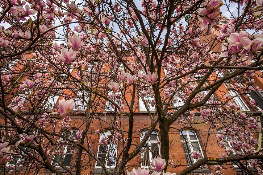 W czasie kwitnienia, magnolie upiększają miejską przestrzeń...