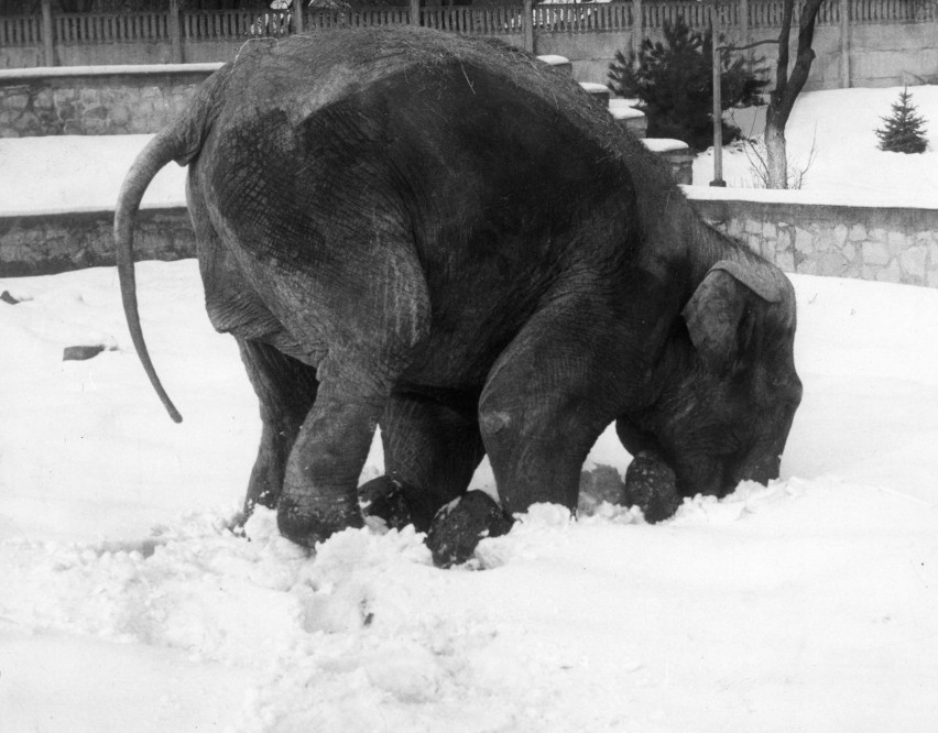 Śnieg uwielbiał też jedyny w historii zoo słoń. Słynna...