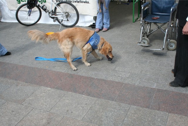 Mosina: Będą szkolić psy niepełnosprawnych