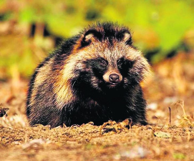 Oko w oko z jenotem, bo i tych ssaków u nas nie brakuje.Marek Wysocki zajmuje się fotografią przyrodniczą. Najchętniej pokazuje dzikich mieszkańców okolic Gorzowa i nie tylko. - Nasze tereny pod tym względem są naprawdę fantastyczne - mówi nam fotograf.Gorzowianin Marek Wysocki od pięciu lat zajmuje się fotografią przyrodniczą. - Ale najpierw interesowała mnie przyroda, później zająłem się fotografią - wyjaśnia. Tak naprawdę pierwsza była ornitologia. - To zaczęło się dość niewinnie. Początkowo od liczenia ptactwa. Ale tak mnie to zafascynowało, że przerodziło się w moją pasję - tłumaczy fotograf. Jak mówi, nasze okolice są idealne dla miłośników fotograficznych łowów. - Mamy piękne, bogate w faunę i florę tereny. Są nawet takie momenty w roku, że w jednym miejscu możemy spotkać 40 bielików! - mówi pan Marek. Gdzie, jego zdaniem, najlepiej obcować z przyrodą? Gorzowianin preferuje obrzeża miasta oraz okolice Santocka, Barlinka i Słoń-ska. - Warto też wybrać się do rezerwatu Gorzowskie Murawy - poleca.