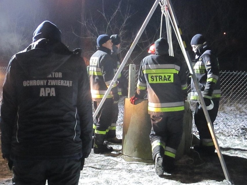 Niezwykła akcja strażaków i ratowników: Wydobyli kotka z 35-metrowej studni [ZDJĘCIA, WIDEO]