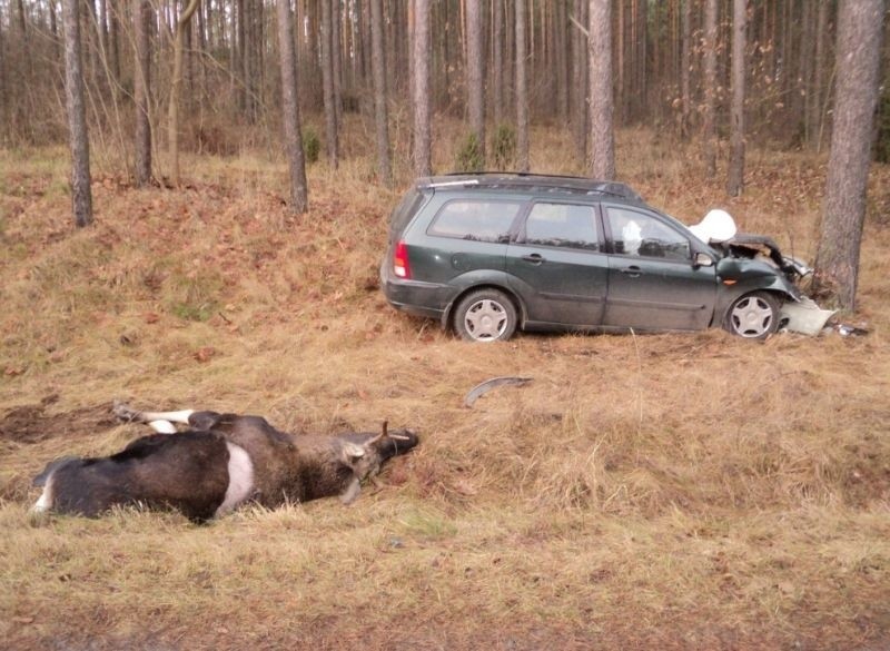 Łoś wpadł na samochód [FOTO]. Zwierzę zginęło