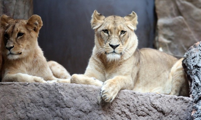 Gdańskie lwy są największą atrakcją oliwskiego zoo