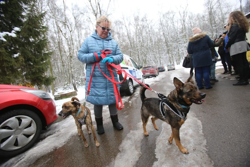 Schronisko dla Bezdomnych Zwierząt w Sosnowcu przeszło w...