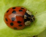 Plaga biedronek azjatyckich we Wrocławiu. Wchodzą do mieszkań, gryzą. Czy są groźne? [ZDJĘCIA]