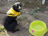 Wystawa psów rasowych i ...poszukujących domu w nowosolskim Parku Krasnala - sobota 5 września