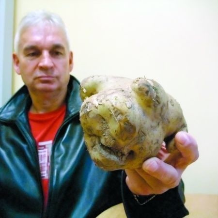Pan Mikołaj Nos przyniósł do nas ciekawy okaz ziemniaka: -...