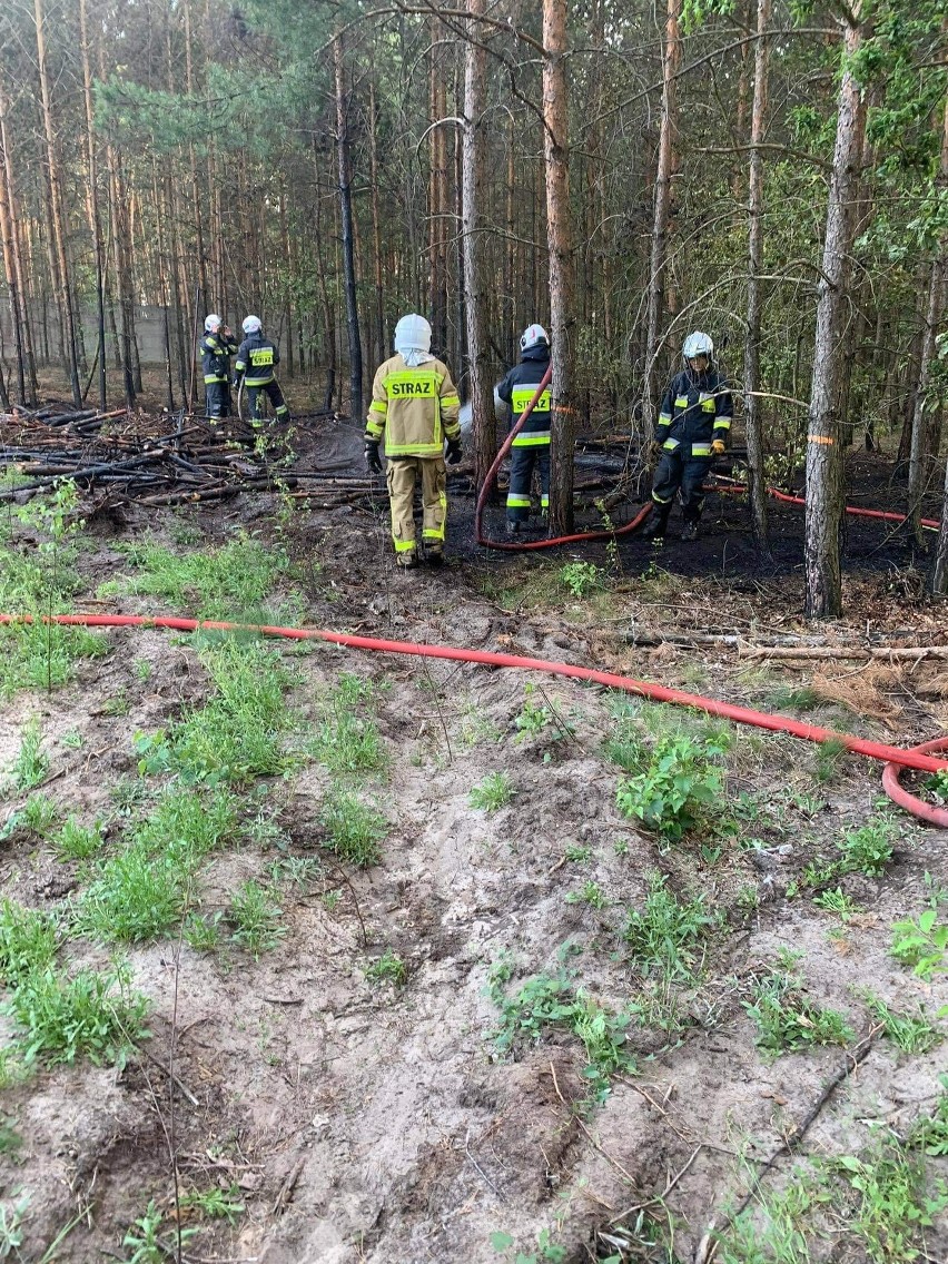 Pożar lasu w miejscowości Łobódź (gm. Aleksandrów Ł.). Kolejny tego typu incydent w okresie upałów. 