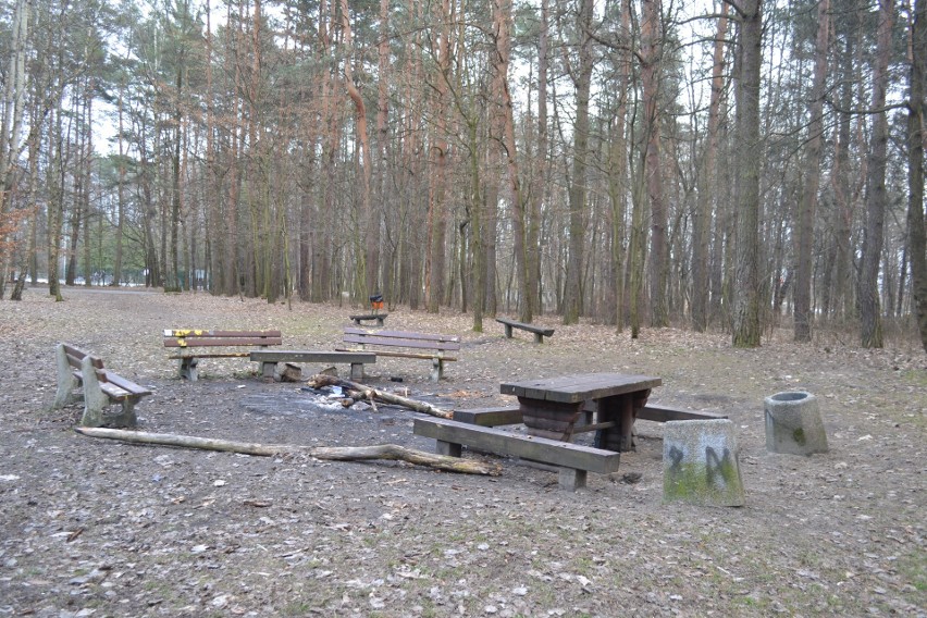 Mieszkańcy lubią spacerować po Lesie Zagórskim. Niektóre...