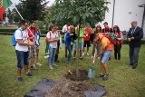 Pielgrzymi na Światowe Dni Młodzieży na pamiątkę swojego pobytu w Chełmku zasadzili kasztanowca