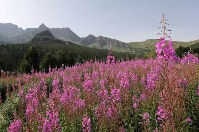 Wierzbówka kiprzyca masowo kwitnie na Hali Gąsienicowej w Tatrach. To roślina, która chętnie rośnie na łąkach, gdzie dawniej prowadzono wypas owiec.