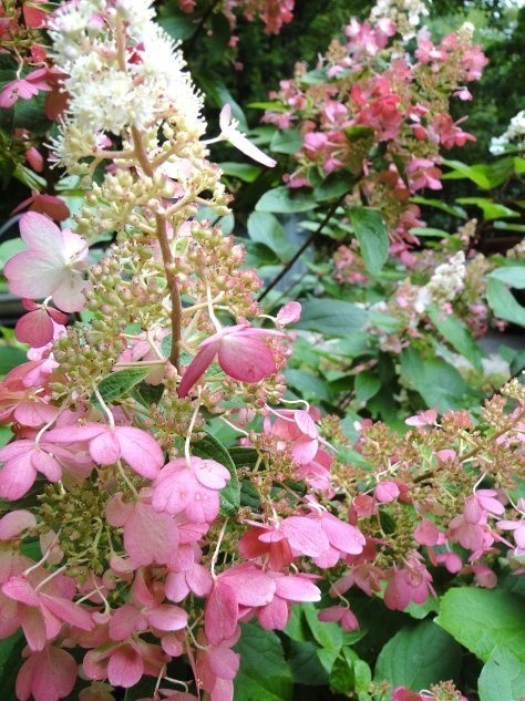 Kolor kwiatów hortensji bukietowych jest stały i zależy...