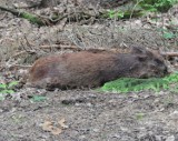 Afrykański pomór świń w natarciu. W sobotę w Tarnobrzegu i gminie Nowa Dęba znaleziono kolejnych 14 martwych dzików!