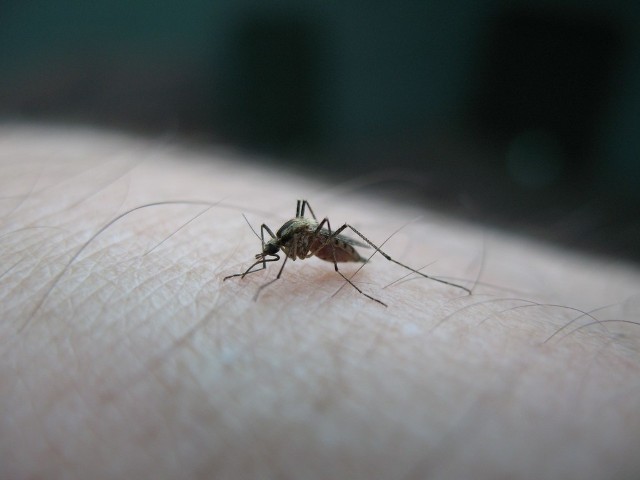 Choć nie wszyscy zdają sobie z tego sprawę, komary mogą przenosić groźne choroby, w tym boreliozę.