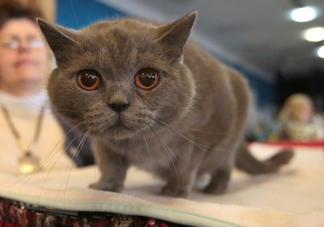 Na wystawie można było oglądać koty takich ras jak main coon, kot brytyjski, norweski leśny czy cornish rex. Pojawiły się zarówno dorosłe koty jak i małe kociaki.