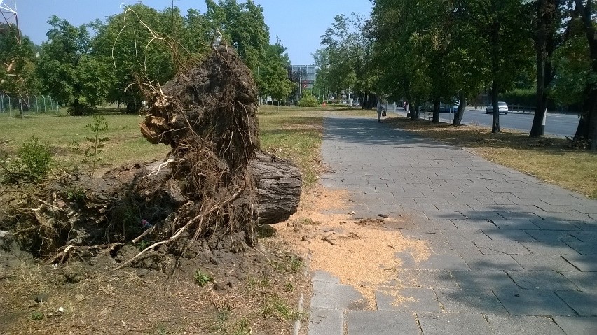 Sprzątanie po lipcowej burzy potrwa nawet do końca roku