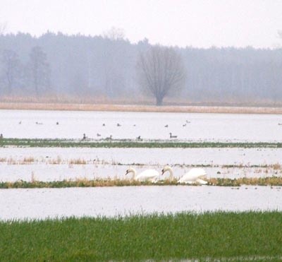 To nie jest jezioro, a pola rolników z Łęgonia, choć wodne ptactwo tak traktuje ten teren. Setki hektarów użytków rolnych znalazły się pod wodą, która wystąpiła z Kanału Śląskiego.
