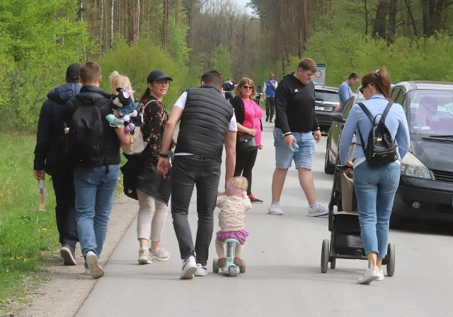 Mnóstwo osób wybrało się w niedzielę, 14 kwietnia do Królewskich Źródeł w Puszczy Kozienickiej.