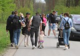 Spacerowa niedziela w Królewskich Źródłach w Puszczy Kozienickiej. Wiele osób, także z Radomia, wybrało się na spacer. Zobacz zdjęcia