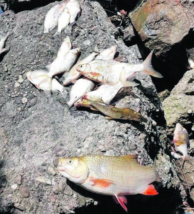 Z nyskiego jeziora wyłowiono 1,2 tony śniętych ryb. Ale straty są prawdopodobnie wielokrotnie większe.