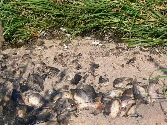 Śnięte ryby pokrywa gruba warstwa robaków.    