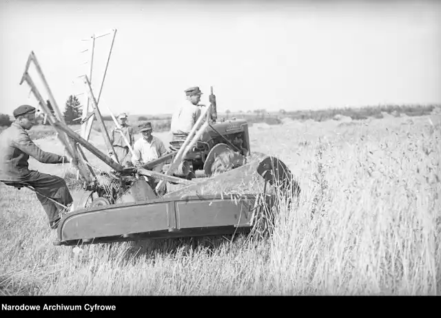 Żniwa przy użyciu żniwiarki w latach 1948 - 1953